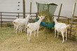 Goats Feeding and Suckling