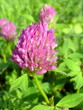 clover flower