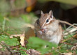Chipmunk with a cedar nut