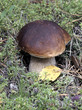 Boletus edulis