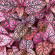 coleus plant foliage