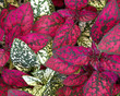 coleus plant foliage