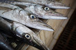 Close up of fish on display in a fish market (Muscat, Oman)