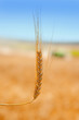 cereal spike in wheat golden field cereal spike in wheat golden field
