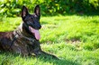 Dutch Shepherd