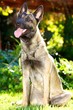 Malinois Puppy