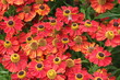 Fleurs rouges Fleurs rouges