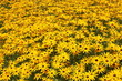 Fleurs jaunes Fleurs jaunes