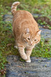 Chat Chat