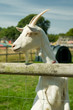 farmyard goat looking over its paddock fence