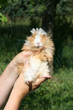 guinea pig