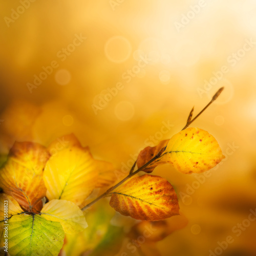 Photo: Autumn leaves Autumn leaves