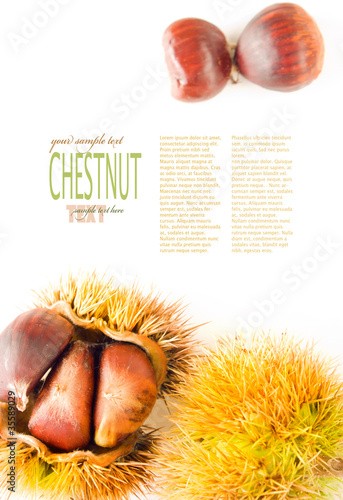Photo: Chestnut background Chestnut background