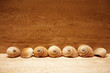 Shells