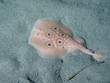 Torpedo fish on the sand