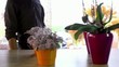 Customer in flower shop buying orchid for present