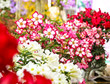 White with red egde Allamanda Flowers