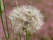 champ de fleur rose