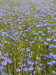 champ de fleurs violettes et coquelicots