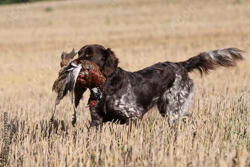 Photo: Jagdhund mit Beute im Stoppelfeld Jagdhund mit Beute im Stoppelfeld