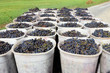 Foto: Baskets of Grapes Baskets of Grapes