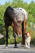 Appaloosa horse portrait in summer and puppy border collie