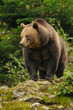 Braunbär