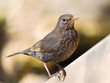 Portrait of song thrush - Turdus philomelos