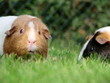 Erschrockenes Meerschweinchen