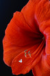 Amaryllis