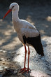 Stork