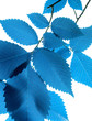 Foto: Blue leaf Blue leaf