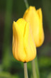 Tulip. Spring flower.