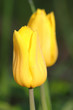 Tulip. Spring flower.