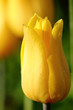 Tulip. Spring flower.