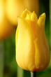 Tulip. Spring flower.