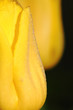 Tulip. Spring flower.