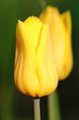Tulip. Spring flower.