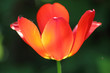 Tulip. Spring flower.