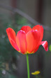 Tulip. Spring flower.