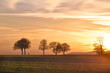 Trees at sunset with walker, Pfalz, Germany