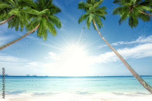 Foto: palms palms