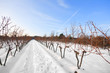 Weinreben im Winter in Wien Stammersdorf Weinreben im Winter in Wien Stammersdorf