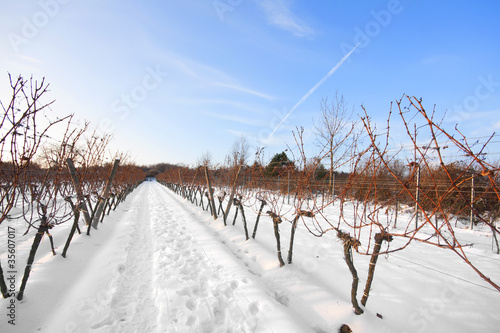 Foto: Weinreben im Winter in Wien Stammersdorf Weinreben im Winter in Wien Stammersdorf
