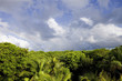 jungle jungle