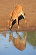Nyala antelope drinking