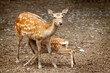 Doe nursing her young