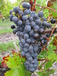Une grappe de raisin Pessac Léognan Graves Aquitaine