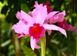 orchid
