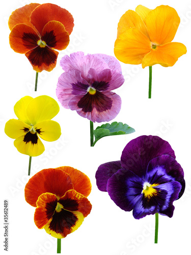 Foto: Pansies wood violets flowers it is isolated Pansies wood violets flowers it is isolated